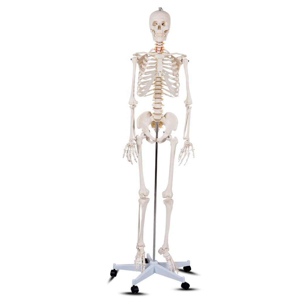 Skeleton Full Size | Nkazi Sciences