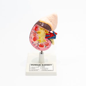 Model Kidney