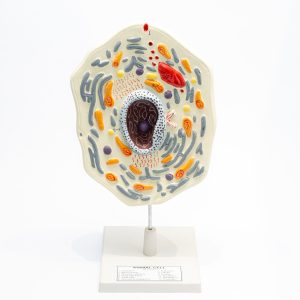 Model - Animal Cell