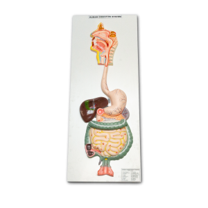 Model - Digestive System