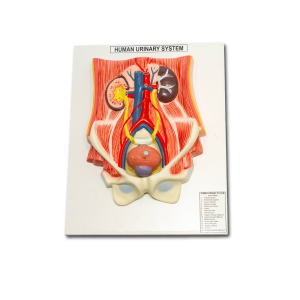 Model Urinary System
