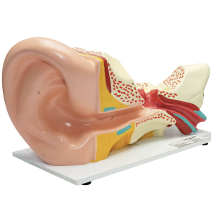 Model Ear