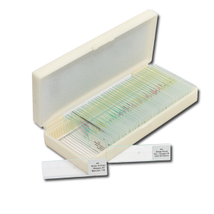 Prepared Slides 44 Slides